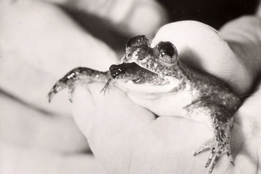 Gastric brooding frog