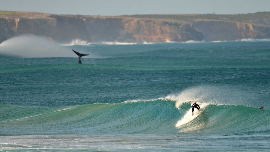 Surfer and a whale