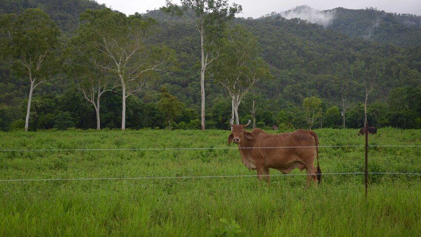 A cow on the right hand side of the picture looks at the camera and is surrounded by thick lush green grass and misty mountains