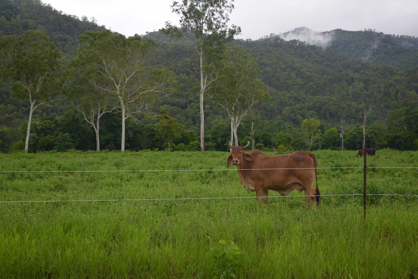 A cow on the right hand side of the picture looks at the camera and is surrounded by thick lush green grass and misty mountains