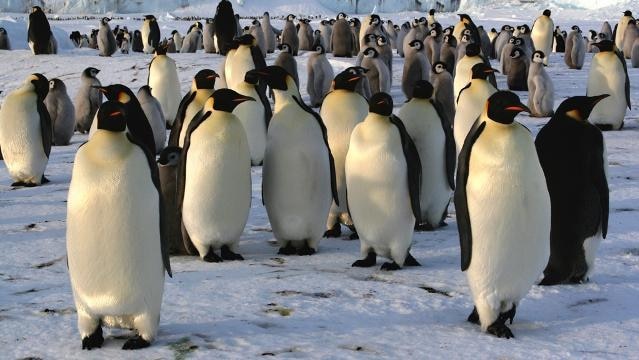 A group of Emperor penguins stand on ice