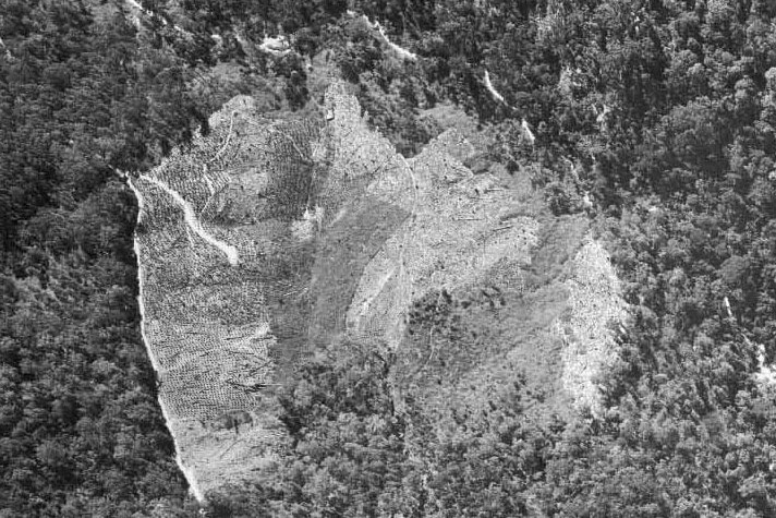 Black and white aerial image of banana plantation surrounded by rainforest.