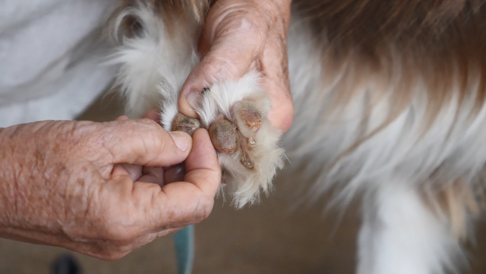 How To Treat Burnt Paws On A Dog