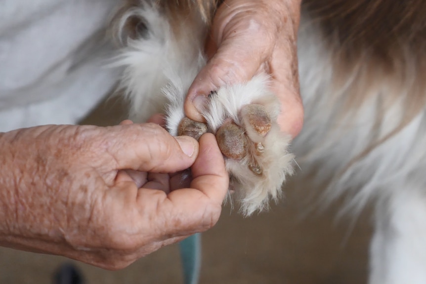 Close up of a dog's paw pad and a hand examining them.