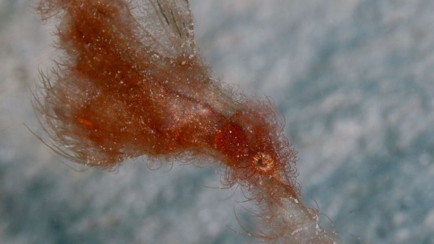 strange looking marine creature with orange strands and large eye