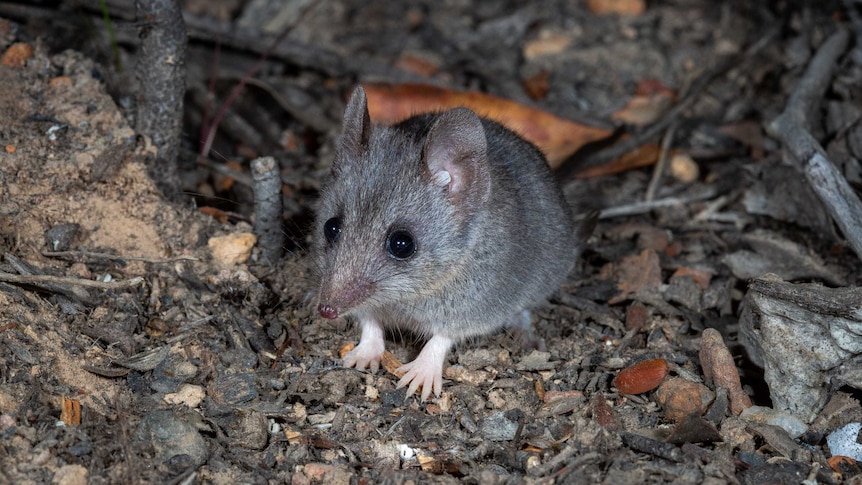 A small furry animal with grey hair and whiskers sits amongst twigs