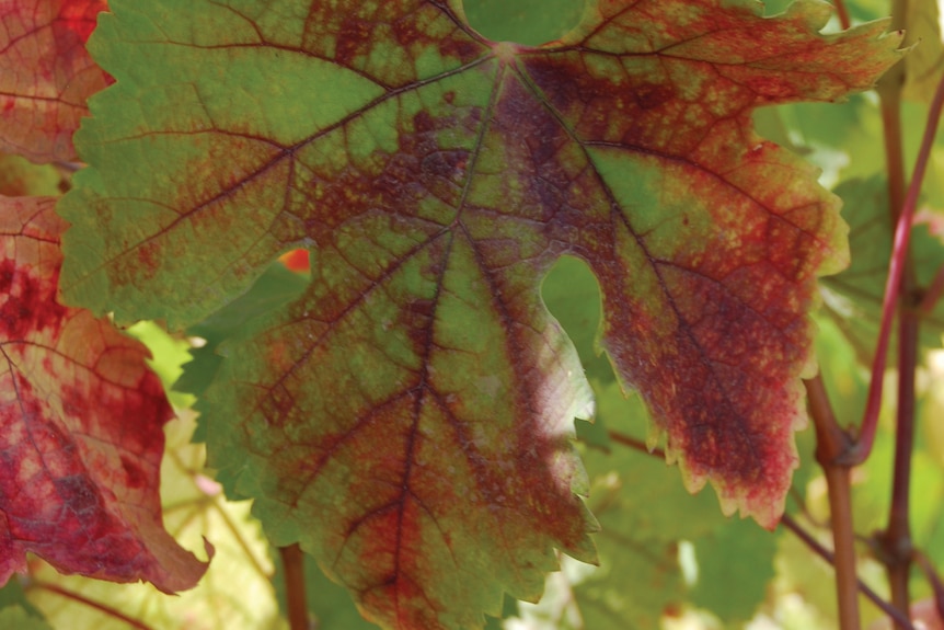 A close up of a diseased grape vine leaf. The normally bright green foliage has large patches of rusty red colour through it