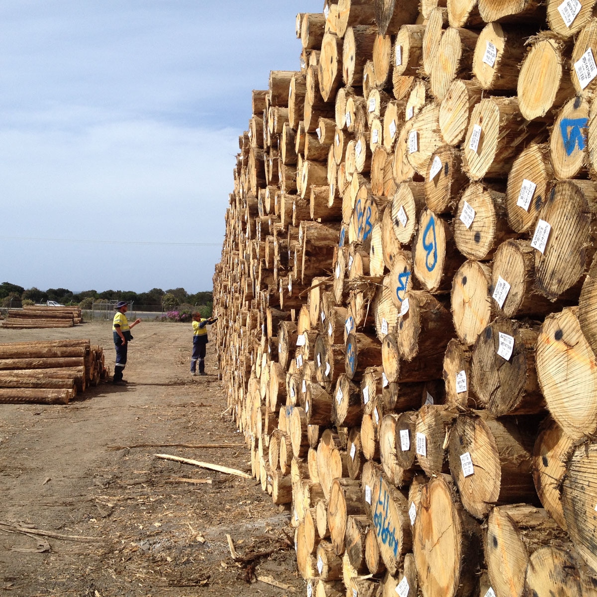 Russian timber getting into Australia by exploiting loopholes, industry says