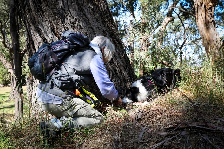 A dog's owner squats down to congratulate her border collie after its located a test "scat".