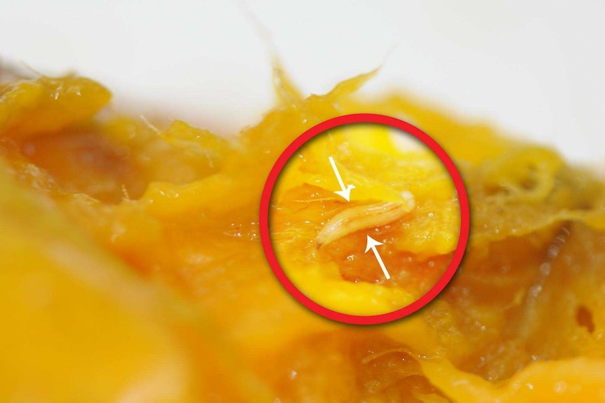 Fruit fly larvae highlighted in fruit flesh.