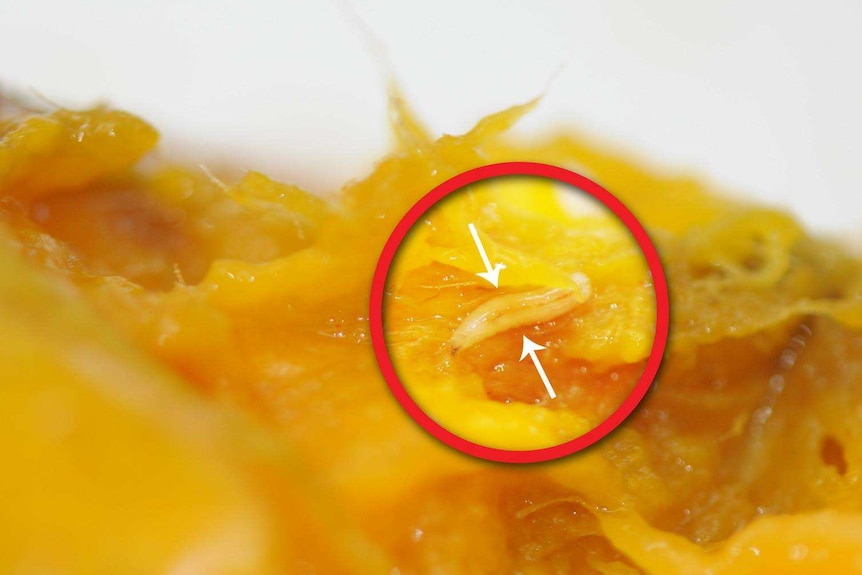 Fruit fly larvae in fruit flesh.