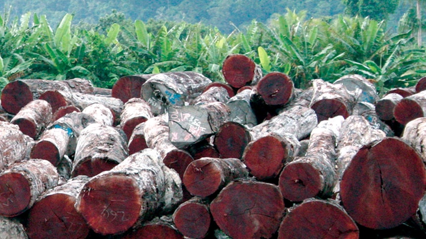 Seized merbau timber in Jayapura, Indonesia.