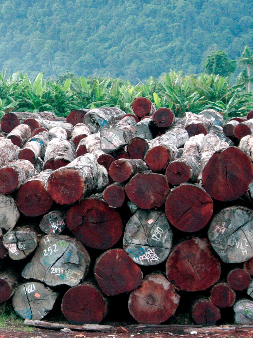 Seized merbau timber in Jayapura, Indonesia.