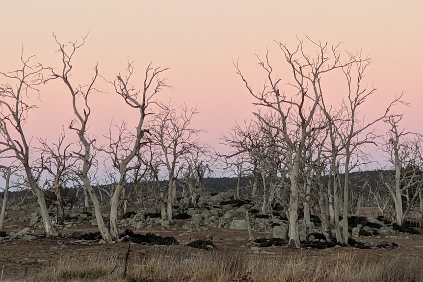 A group of large dead trees in a rocky landscape at sunset