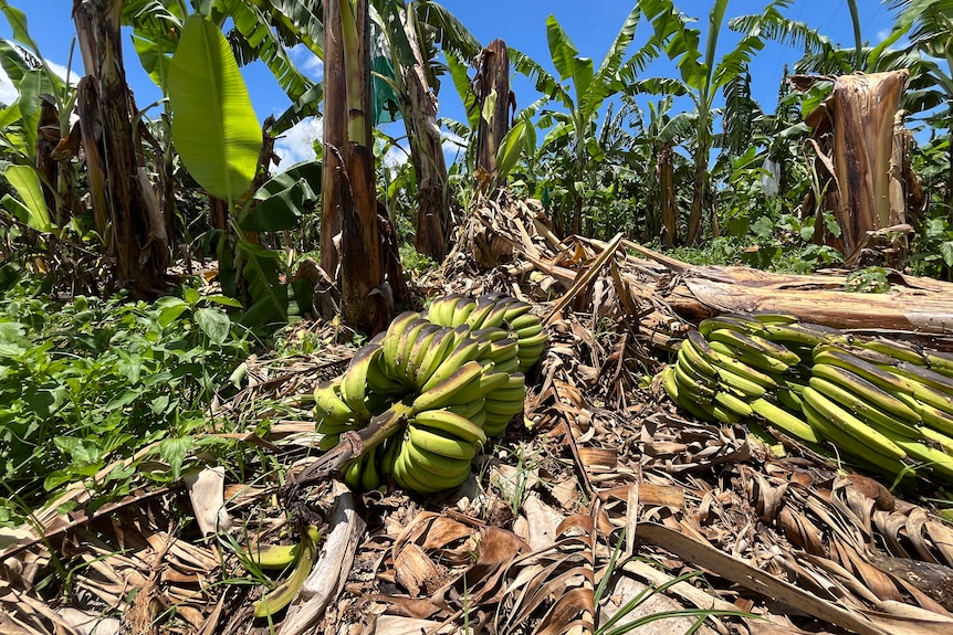 A bunch of bananas on the ground with black marks surrounded by damaged banana trees.