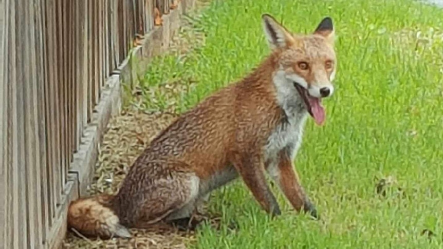 Fox in Williamstown, Melbourne
