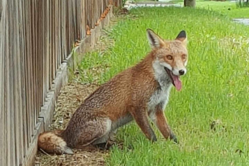 A fox sits by a suburban fence.