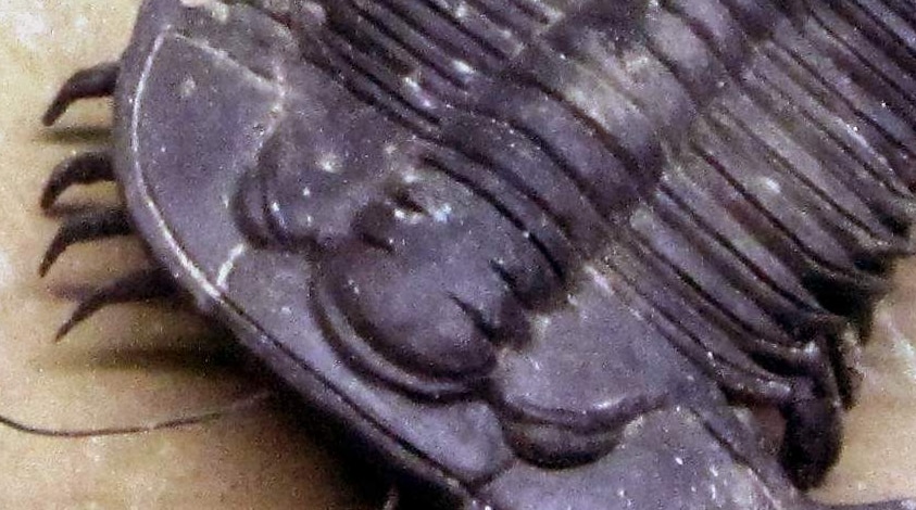 Trilobites have been particularly popular subjects for naming after singers and musicians