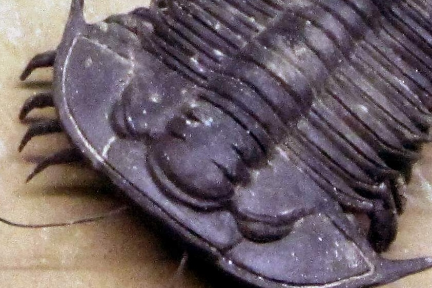 Trilobites have been particularly popular subjects for naming after singers and musicians