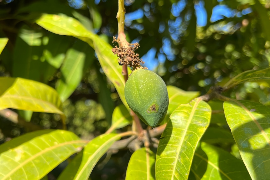 Tiny budding mango on tree