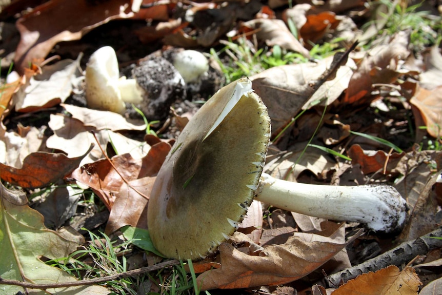 A mushroom sitting on its side among leaf litter.