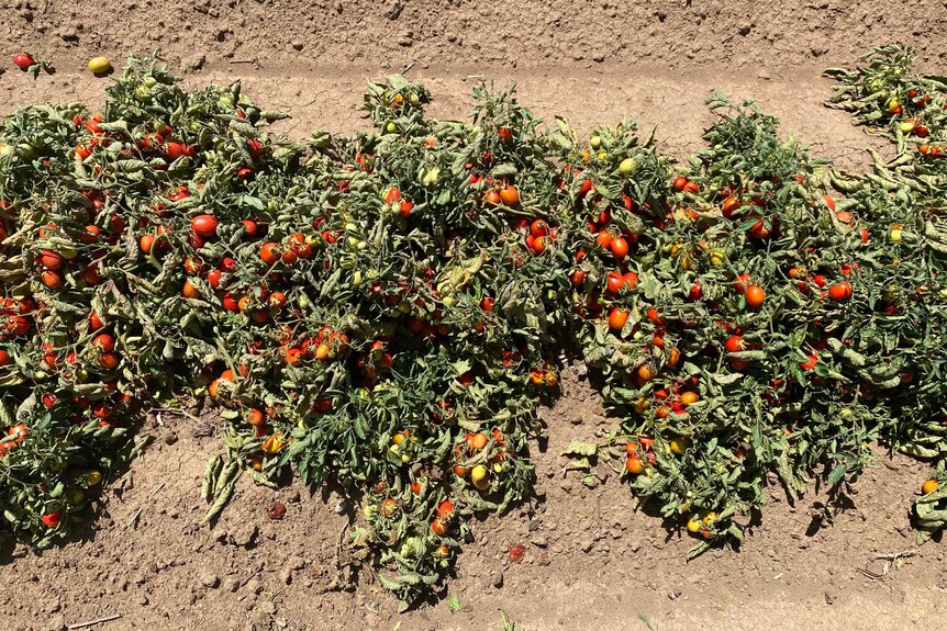 An aerial view of a tomato crop in the earth.