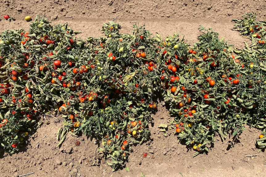 An aerial view of a tomato crop in the earth.