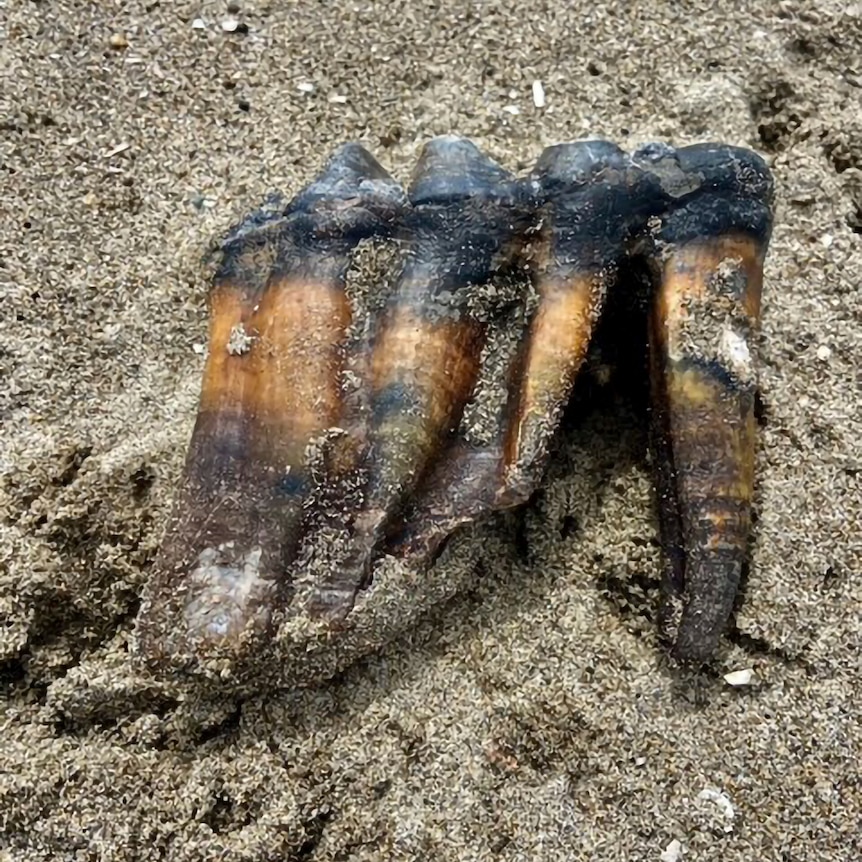 A Mastodon tooth on a beach