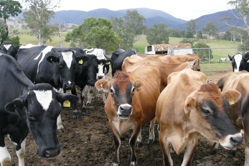 Dairy cows in a paddock