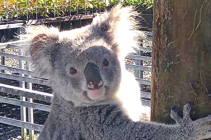 Close up of a koala hanging onto a wooden post with nursery tables and plants in the background.