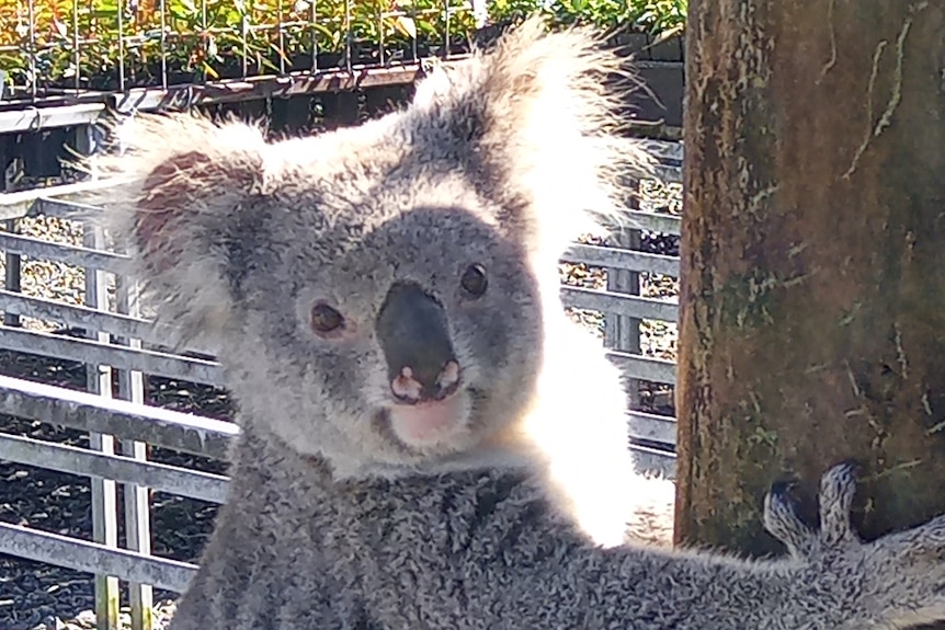 A koala hanging onto a wooden post in front of nursery tables and plants.