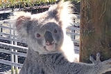 A koala hanging onto a wooden post in front of nursery tables and plants.