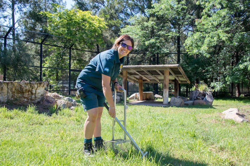 Zookeeper picking up tiger poo