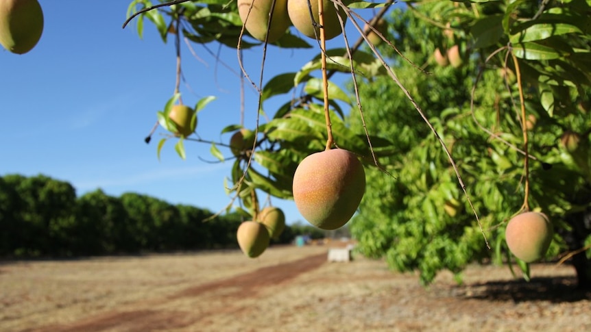 mangoes hanging off a tree with bins in the background