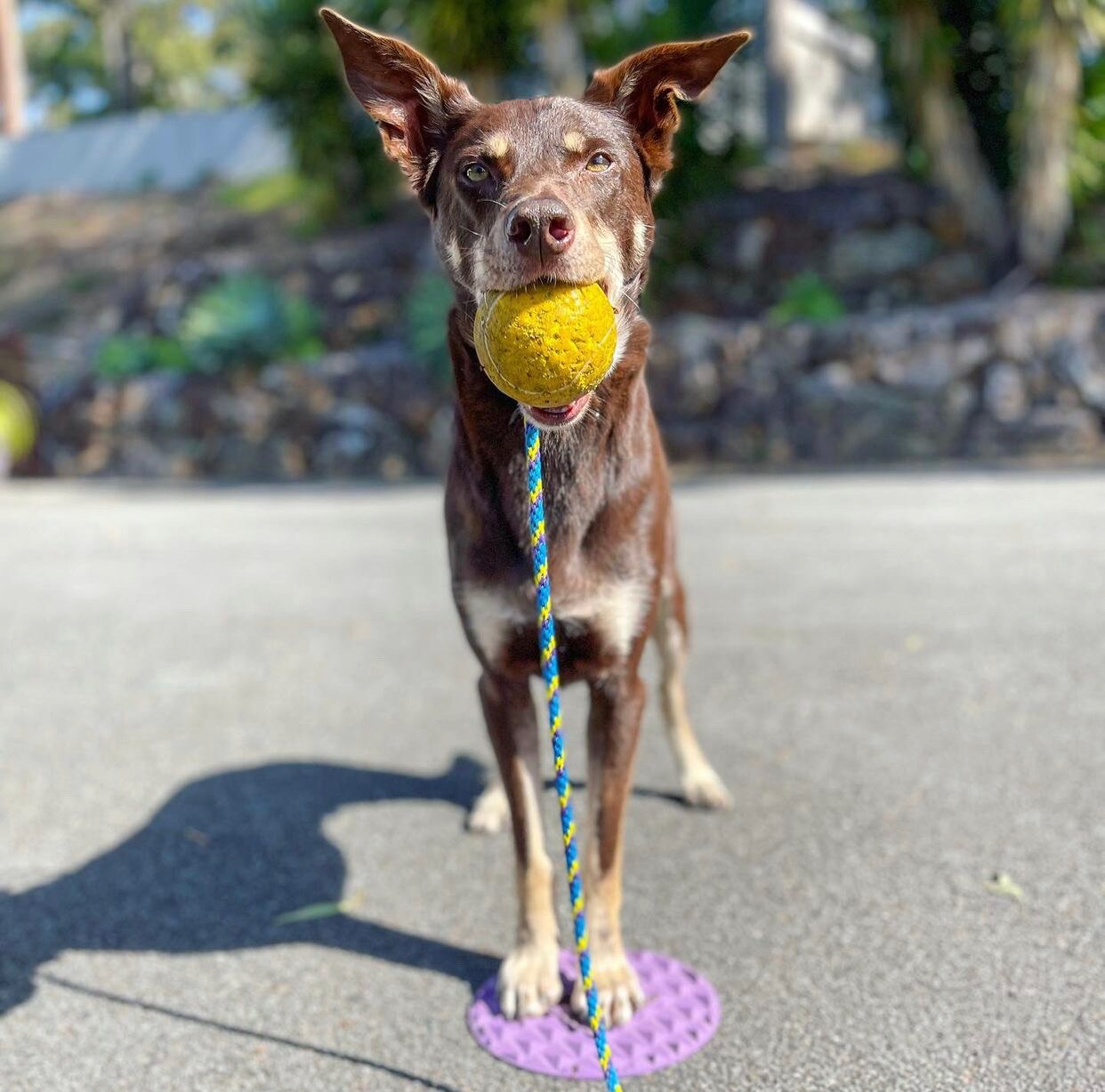 Kelpie faces camera with ball in mouth