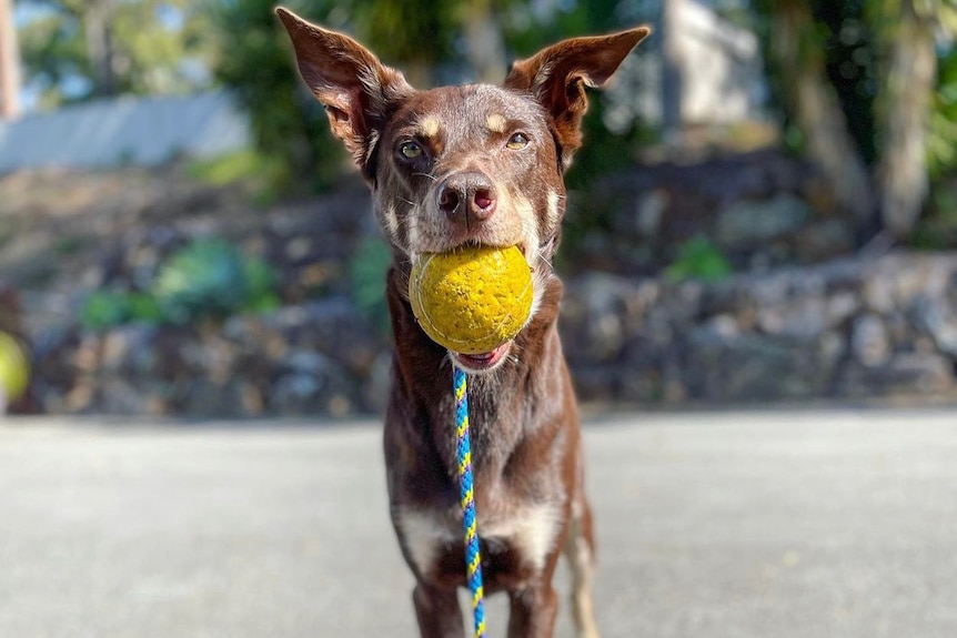Kelpie faces camera with ball in mouth