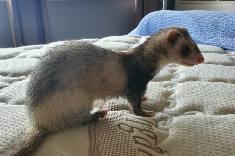 A ferret crouching on a mattress.