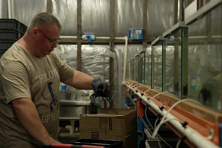 Photo of man pulling marron from tank