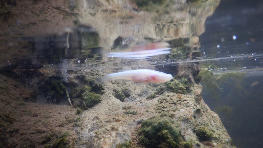 A small pale whitish pinkish fish with no eyes from underwater near a cave wall.