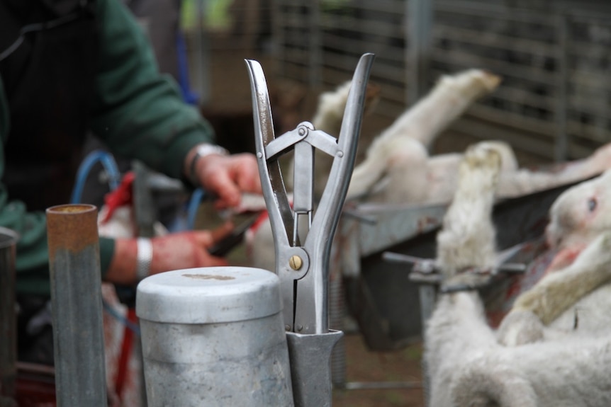 Tool in foreground, bloody hands holding shears cut skin from breech of lamb in a cradle