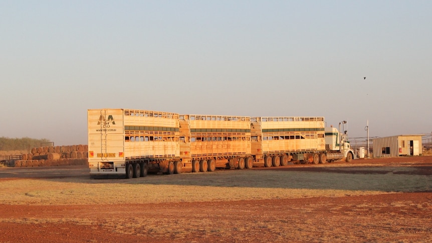 a train train driving past cattle yards