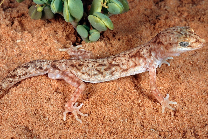 A gecko with pale pink skin and reddish-brown markings splayed and alert on red earth.