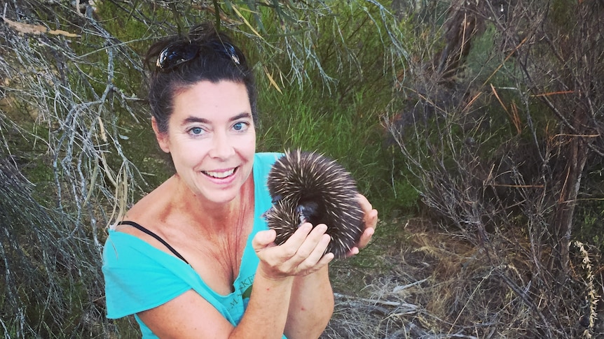 A woman with brown hair shows an echidna to the camera