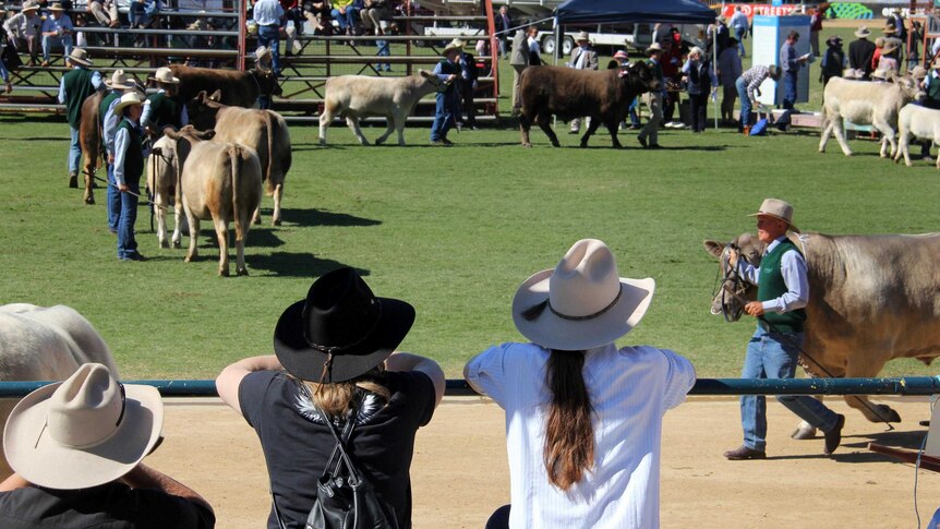 People watch the cattle judging in the main arena