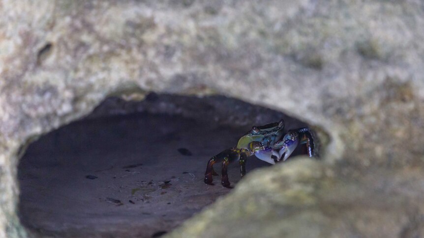 A crab waits inside a rock formation at Booderee National Park