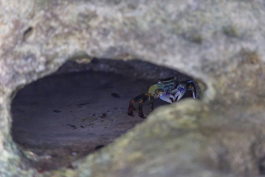 A crab waits inside a rock formation at Booderee National Park