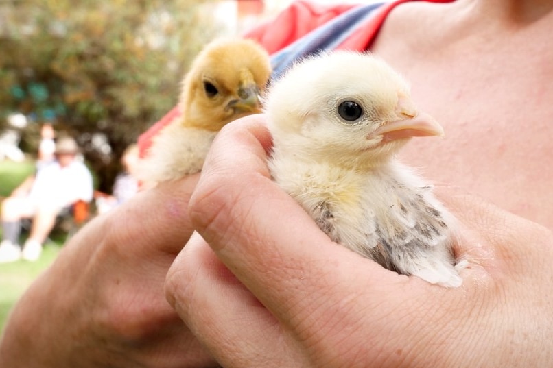 Two fluffy yellow chicks are held in a woman's hands.