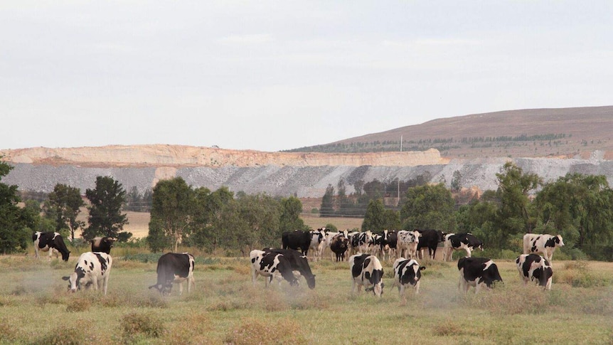 Cattle graze in front of the Mount Arthur mine