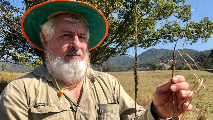 A white bearded man holds up a healthy seed head, compared to one that is sick from leaf smut.