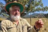 A white bearded man holds up a healthy seed head, compared to one that is sick from leaf smut.